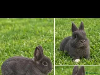 Netherland Dwarf rabbits Blue Netherland Dwarf Doe - Advert 1