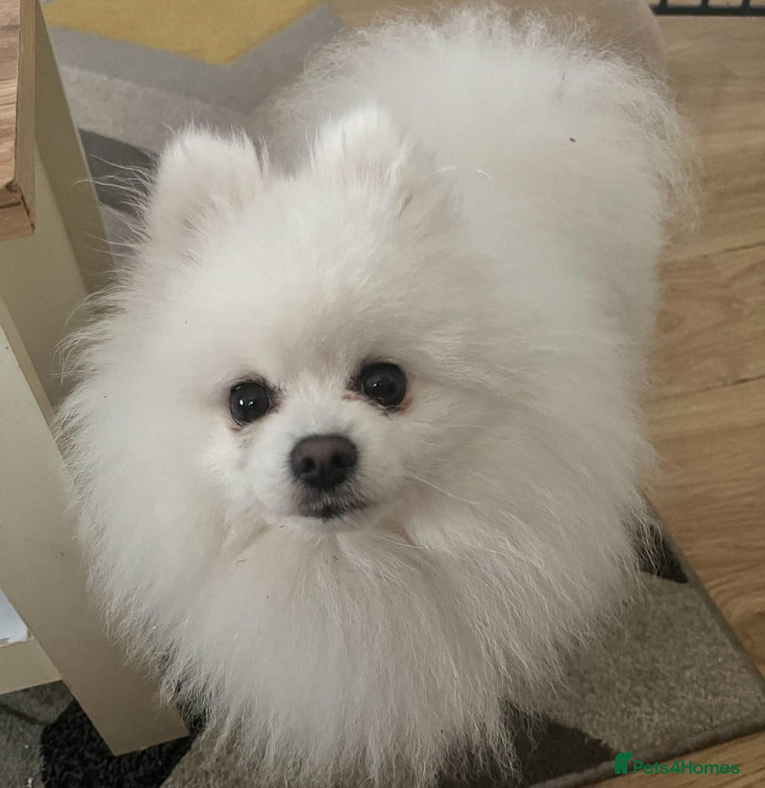 Pomeranian dogs for stud: KC PURE WHITE RUSSIAN POM  - Advert 3