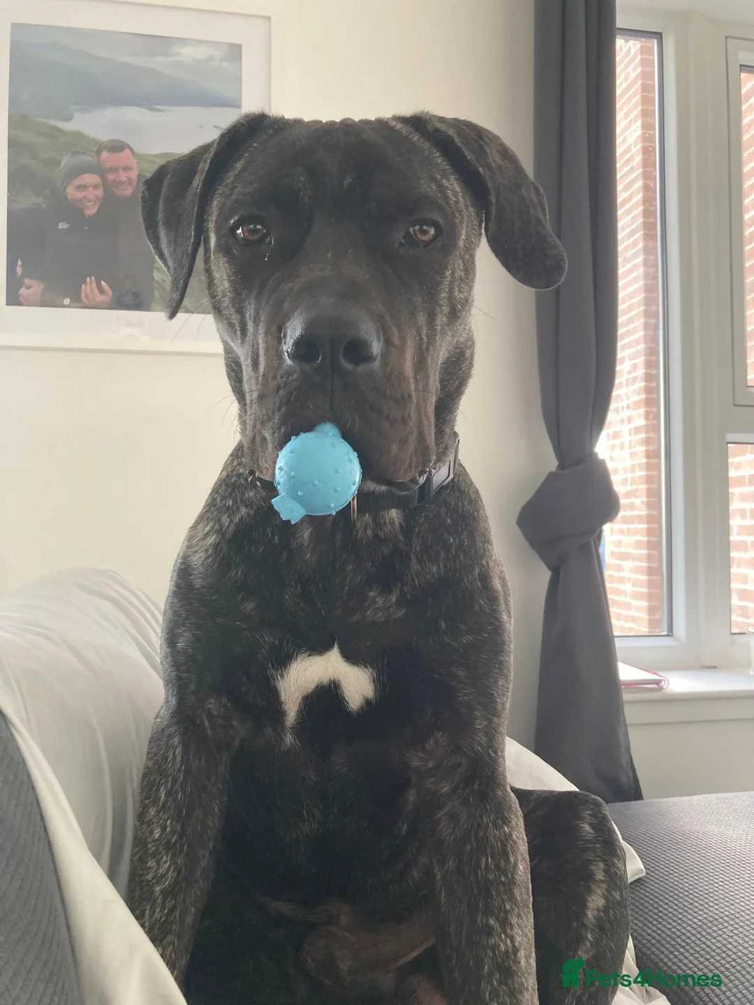 Presa Canario dogs for sale: 10 months presa canario in Edinburgh - Advert 10