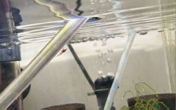 Live Bearers fish for sale: Cherry shrimp 1.50 each/ Guppies £1 each  - Image 4