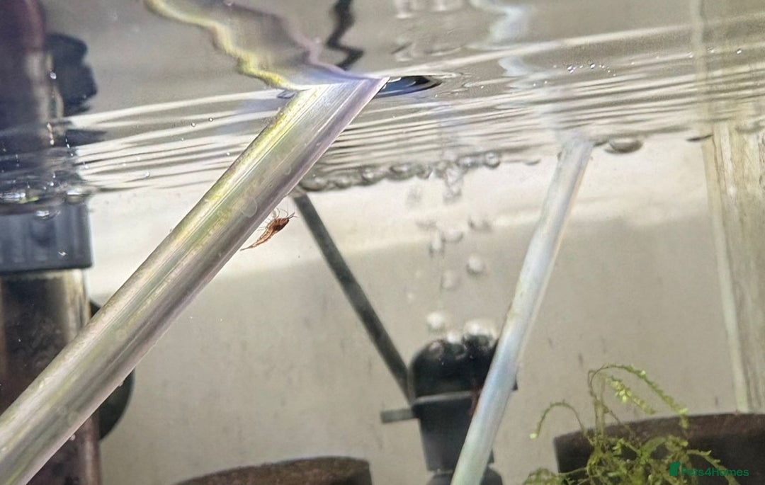 Live Bearers fish for sale: Cherry shrimp 1.50 each/ Guppies £1 each  - Image 4