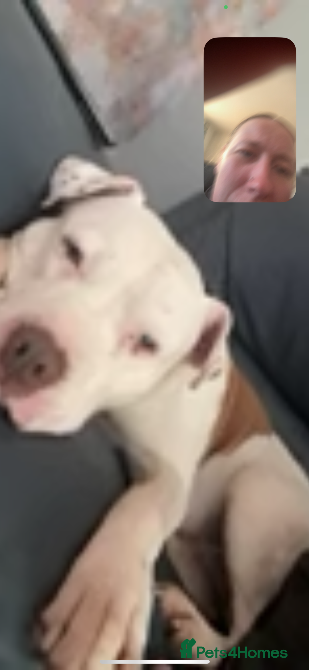American Bully dogs for sale: Boss  - Image 1