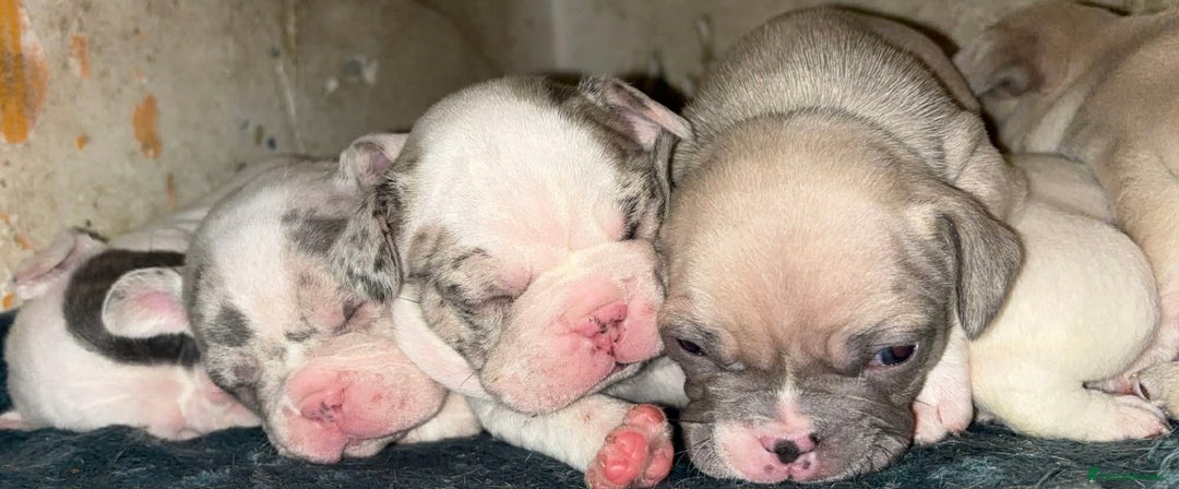 French Bulldog dogs for sale: French bullDog pups - Advert 13