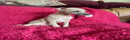 Mixed Breed dogs for sale: Stunning Wiggy’s Italian greyhound x whippet  - Advert 25