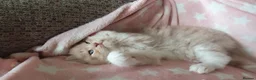British Longhair cats for sale: Beautiful long haired kittens - Advert 12