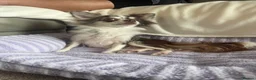 Chihuahua dogs for sale: Longhair chihuahua puppies Russian blood lines - Advert 7