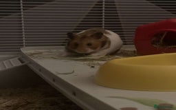 Hamster rodents for sale: Beautiful Syrian hamster - Image 6