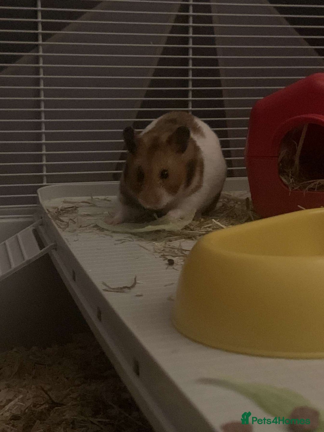 Hamster rodents for sale: Beautiful Syrian hamster - Image 6