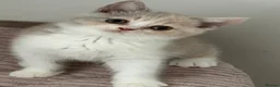 British Shorthair cats for sale: Pretty British Shorthair Kittens - Advert 11