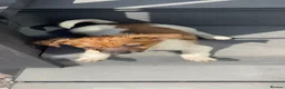 Jack Russell dogs for sale: Jack Russell puppies for sale  - Advert 13