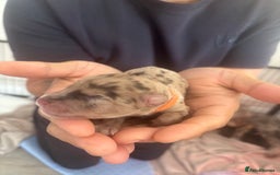 Cockapoo dogs for sale: Cockapoo puppies - Image 24