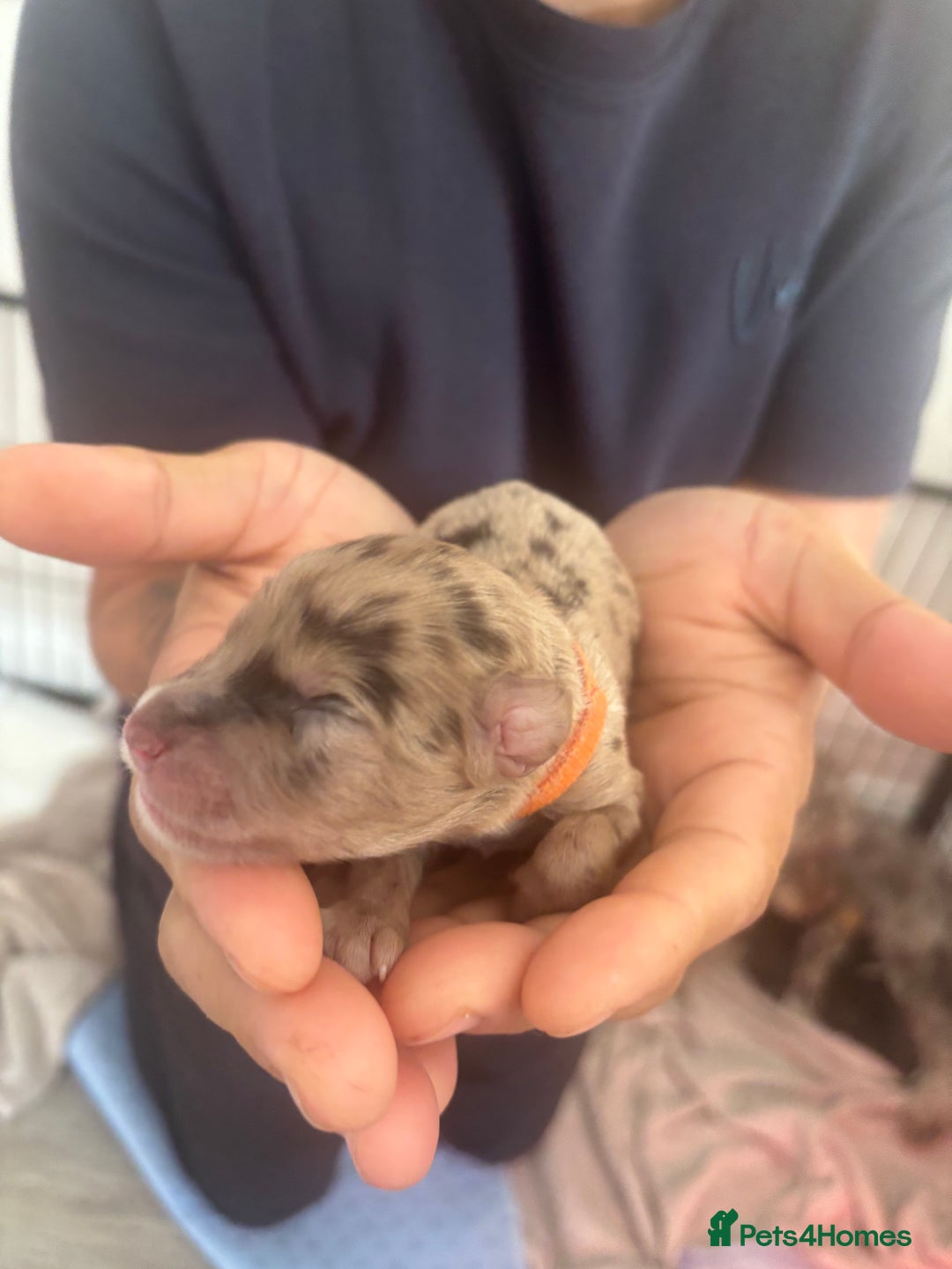 Cockapoo dogs for sale: Cockapoo puppies - Image 24