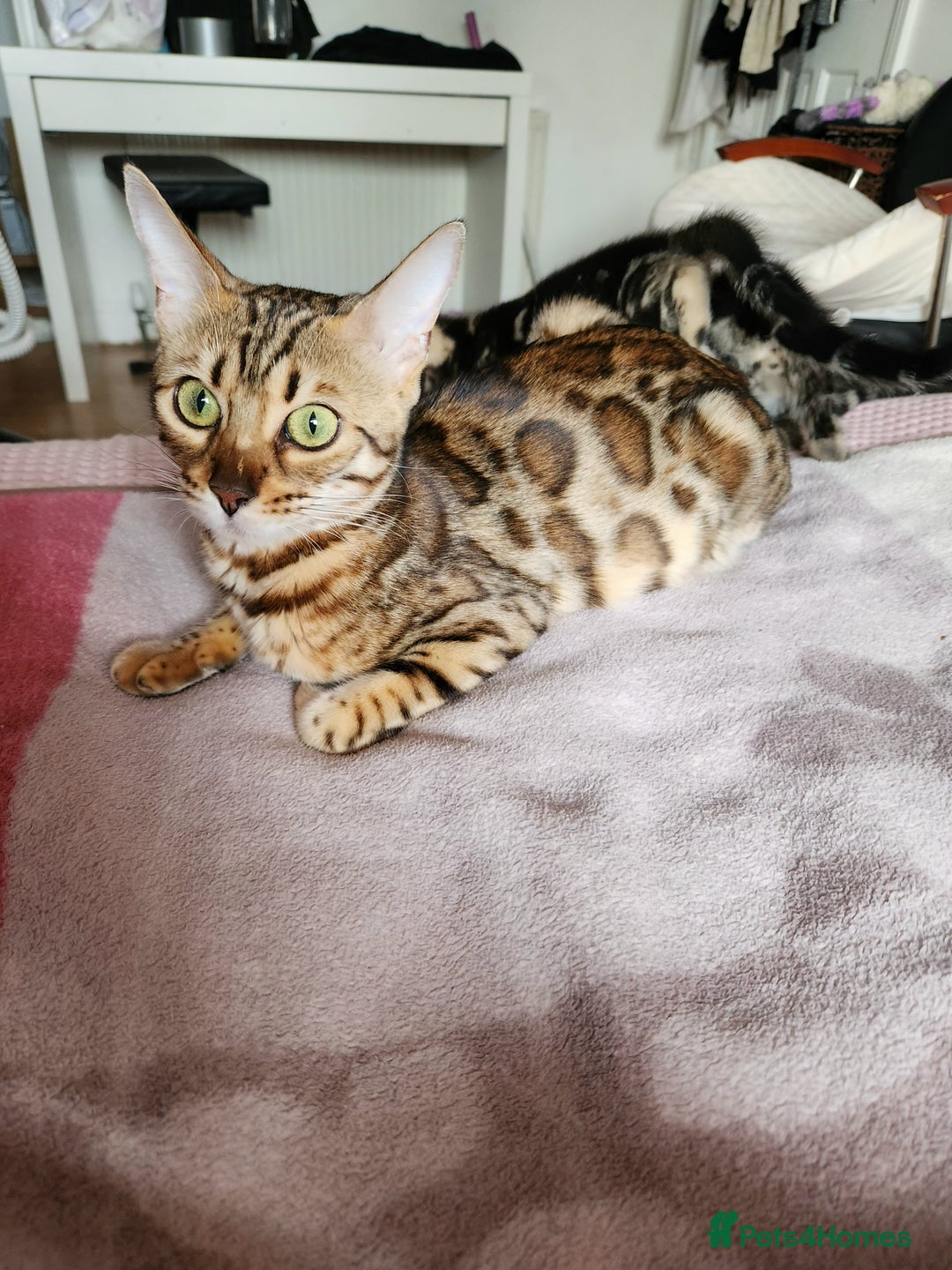 Bengal cats for sale: Little Bengal kittens - Image 6
