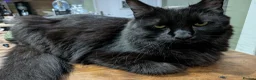 Maine Coon cats for sale: Maine Coon Tabby male - Advert 3