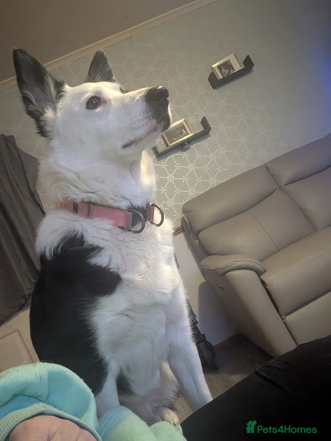 Mixed Breed dogs for sale: Husky cross border Collie  - Advert 3