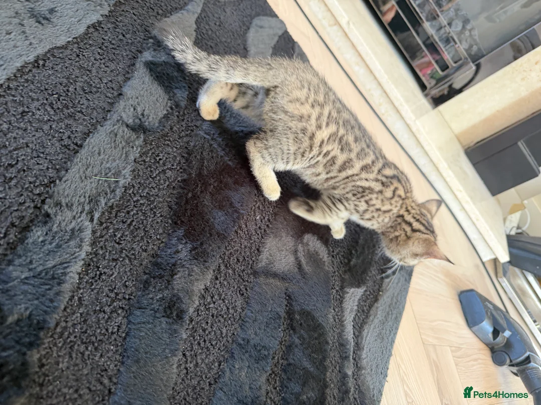 Bengal cats for sale: Beautiful x bengals ready to be rehomed - Advert 31