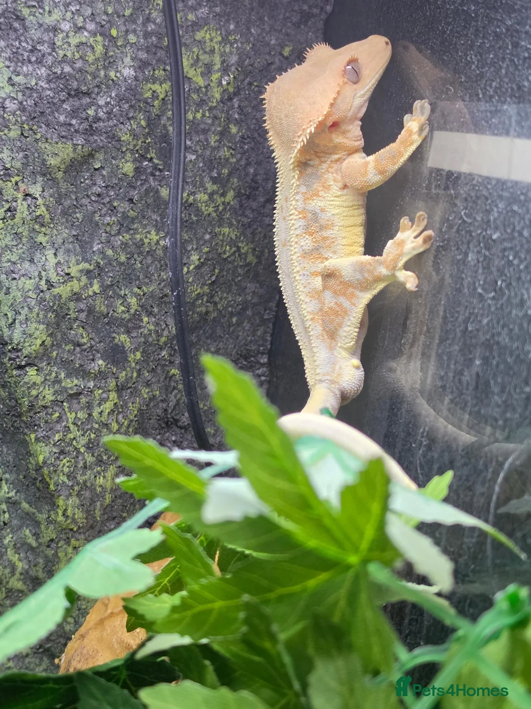 Gecko reptiles for sale: High lilly white male in Peterborough - Advert 2