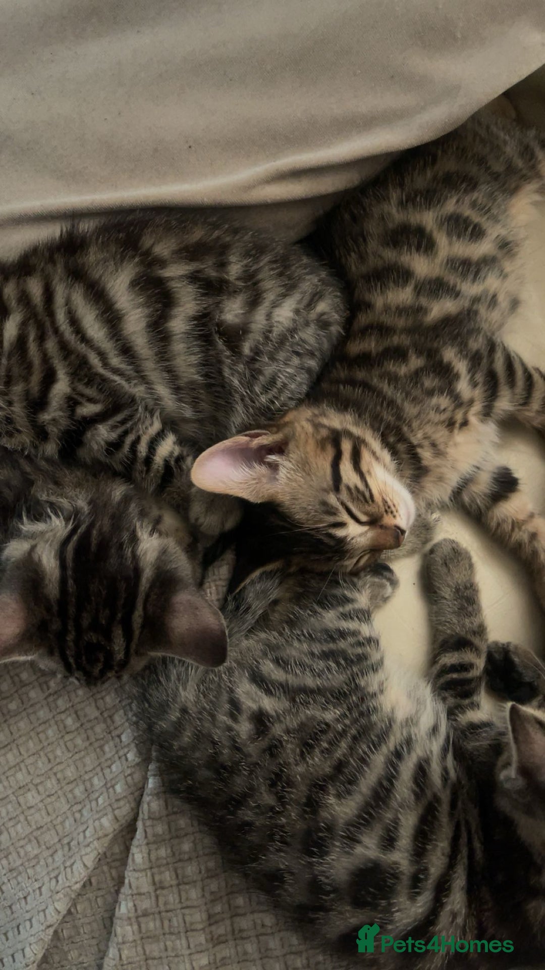 Mixed Breed cats for sale: Beautiful Bengal x Black Tabby Kittens - Advert 2