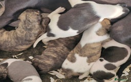 Whippet dogs for sale: Five Star KC Whippet Puppies - Image 8
