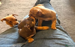 Jack Russell dogs for sale: Beautiful miniature jack russell puppies  - Image 36