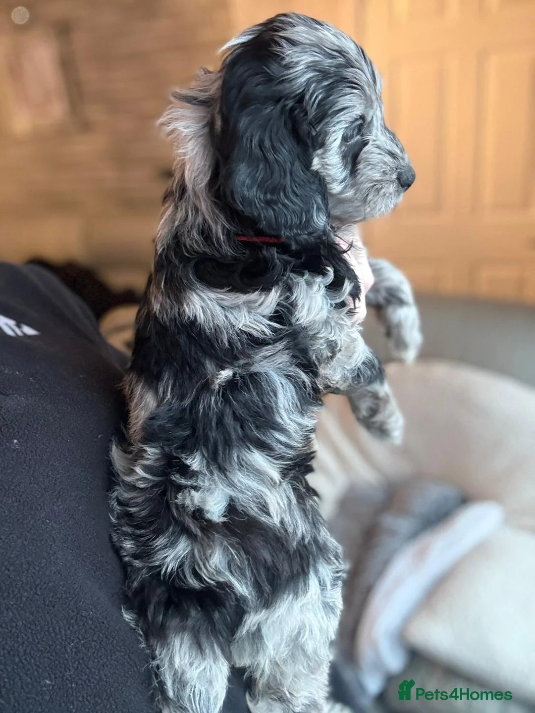Cockapoo dogs for sale: Ready to go Stunning F1b Merle cockapoos  - Advert 6