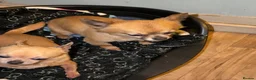 Chihuahua dogs for sale: Gizmo & Missy 7 year old Chihuahuas - Advert 3
