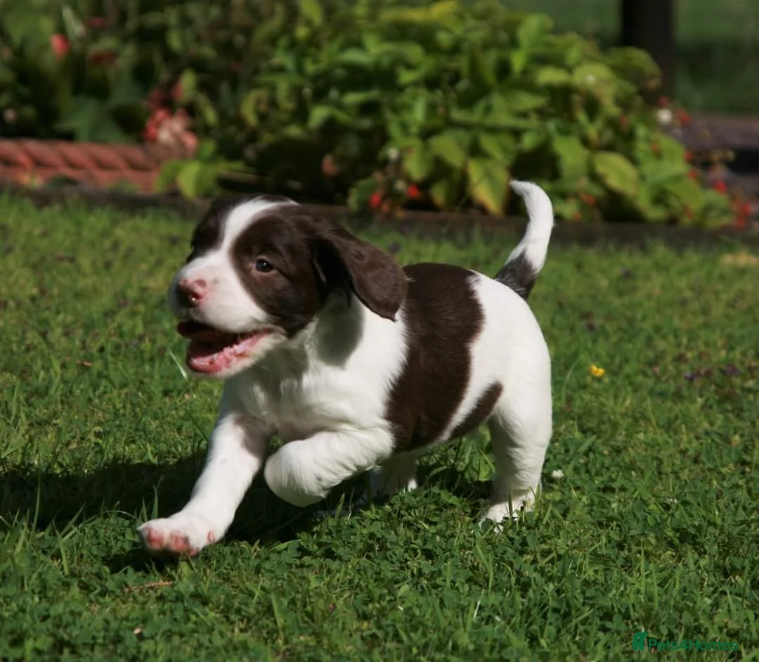 English Springer Spaniel dogs for stud: FTAW HEALTH TESTED L/WHITE SPRINGER FOR STUD in Market Drayton - Advert 8