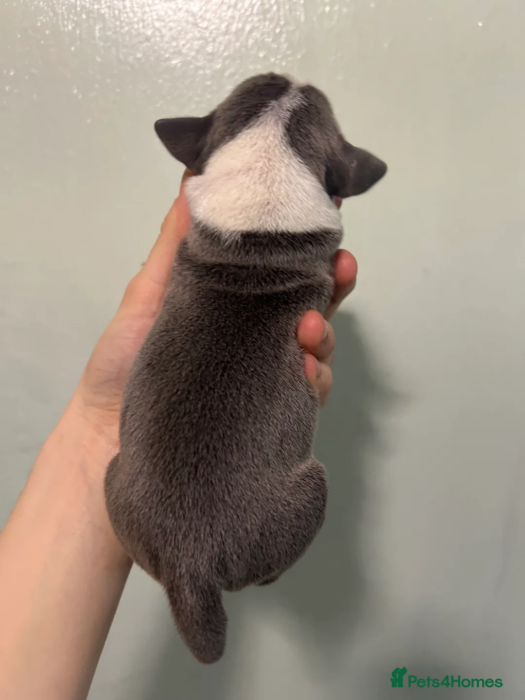 Staffordshire Bull Terrier dogs for sale: Staffordshire bull terrier puppies  - Advert 23