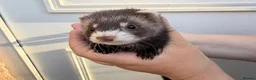 Ferret rodents for sale: 1/2 micro ferret hobs - Advert 1