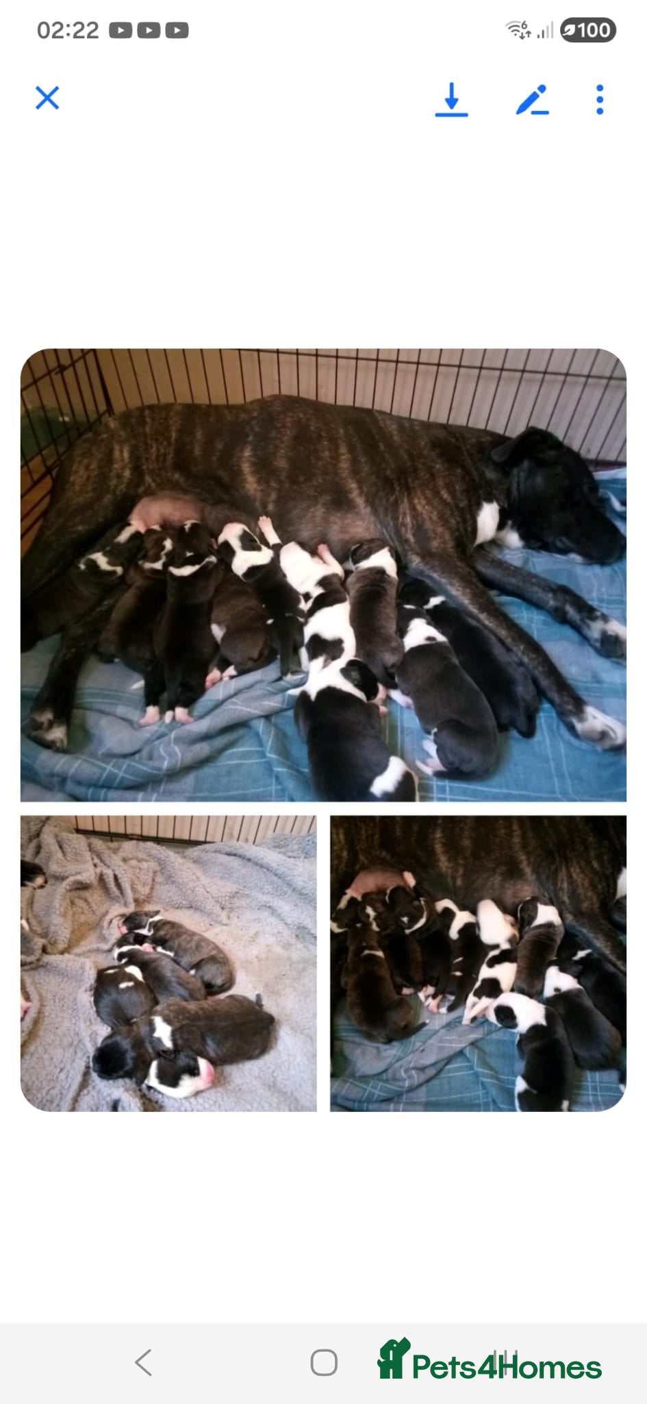 Staffordshire Bull Terrier dogs Staffy puppy for sale!!  - Advert 1