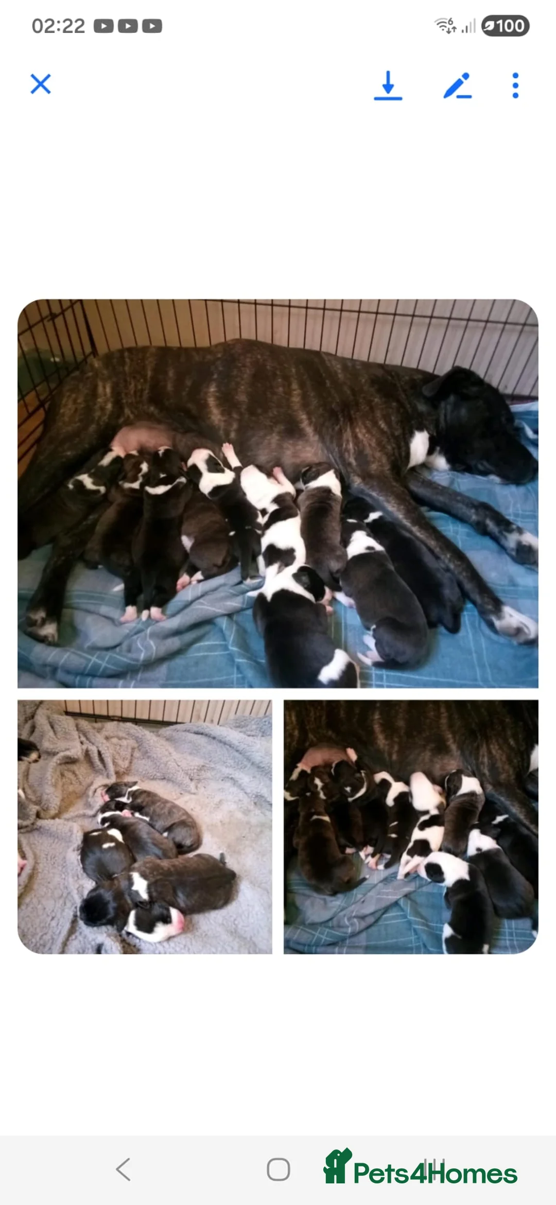 Staffordshire Bull Terrier dogs for sale: Staffy puppy for sale!!  - Advert 1