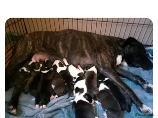 Staffordshire Bull Terrier dogs Staffy puppy for sale!! - Advert 1