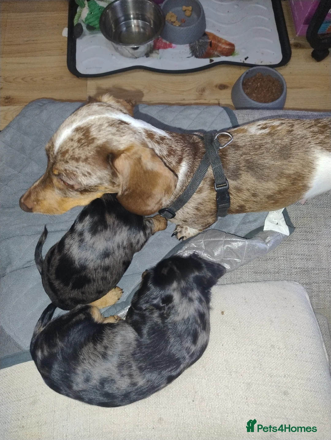 Mixed Breed dogs for sale: Dorkies in Harlow - Advert 2