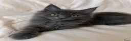 Maine Coon cats for sale: TICA Maine Coon Kittens Exceptional Bloodlines 🐾 - Advert 5