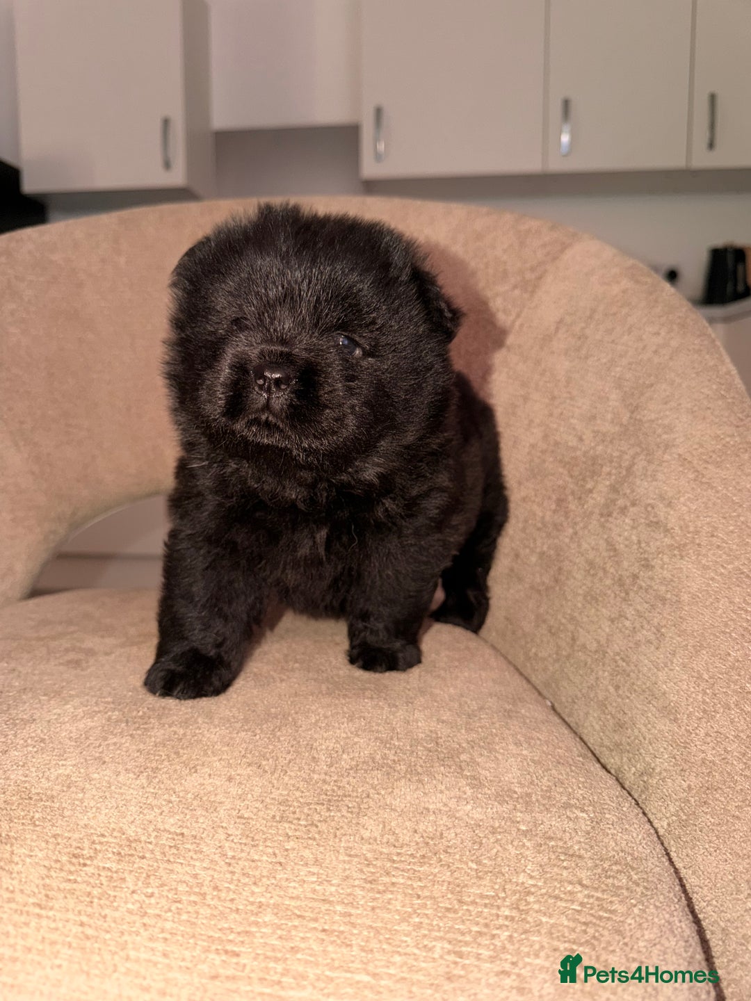 Chow Chow dogs for sale: 3 chow chow males available to reserve  - Advert 5