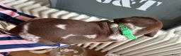German Shorthaired Pointer dogs for sale: KC Registered German Shorthaired Pointer Puppies - Advert 3