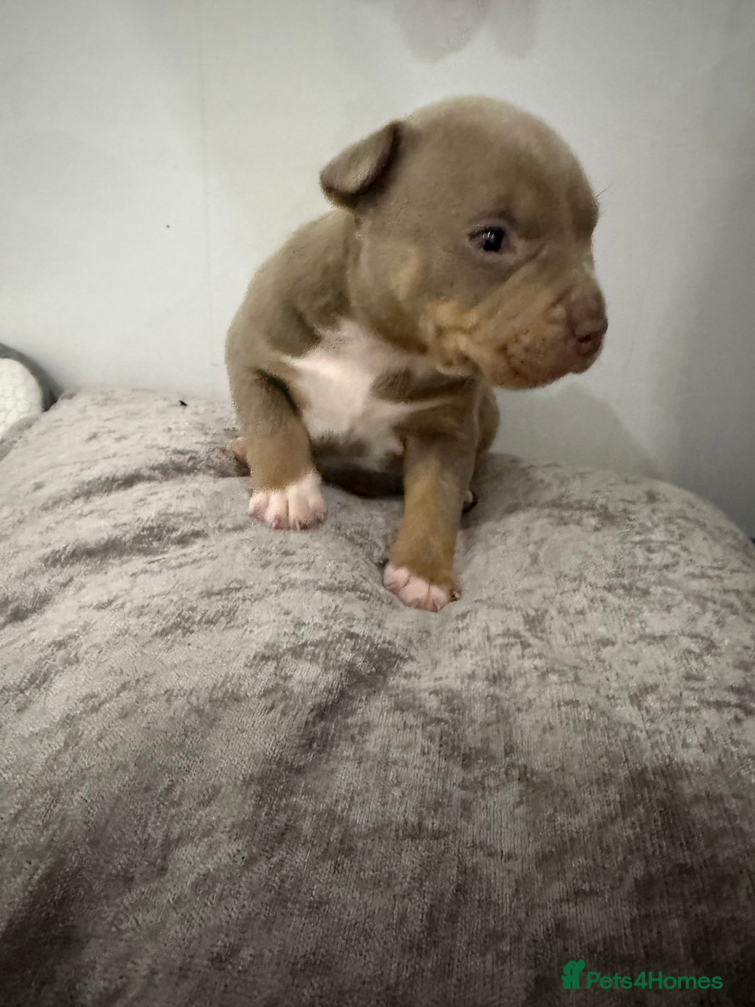 American Bully dogs for sale: Beautiful little pocket bullies for sale - Advert 21