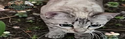 Bengal cats for sale: Stunning Retired Bengal Cats Looking for homes - Advert 2