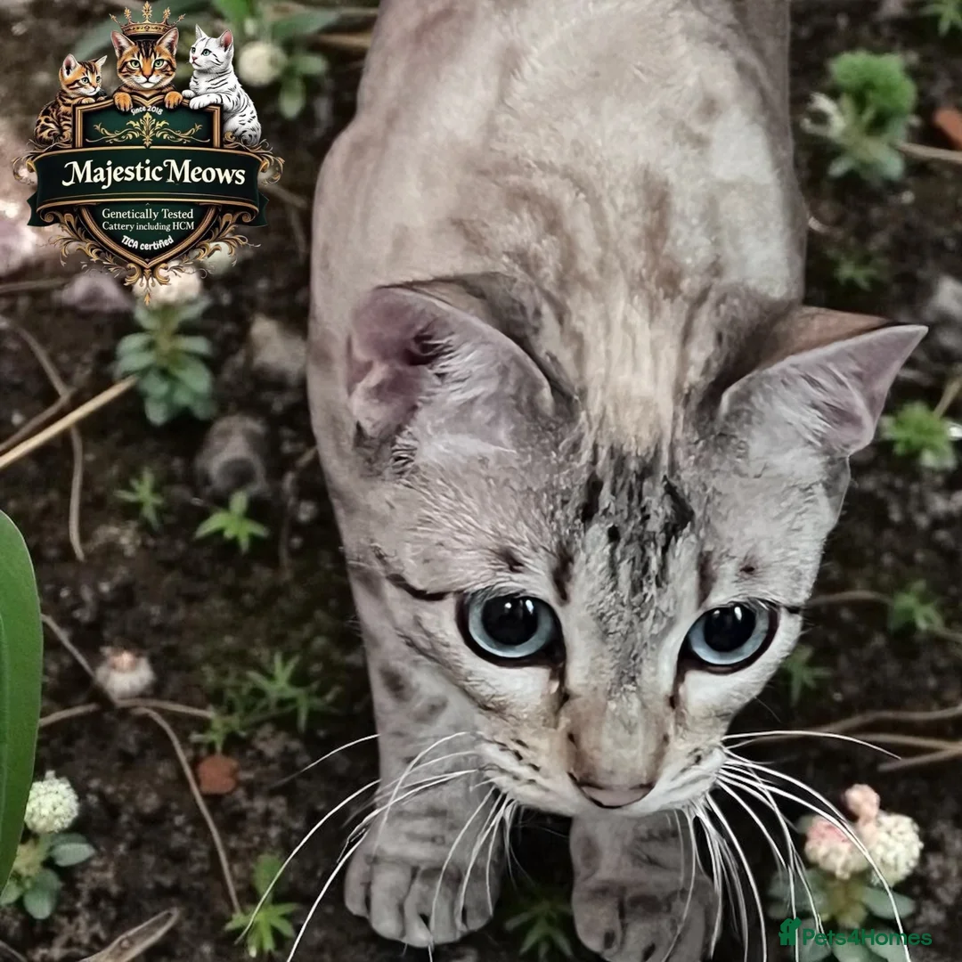 Bengal cats for sale: Stunning Retired Bengal Cats Looking for homes - Advert 2