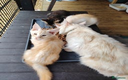Maine Coon cats for sale: Home raised stunning Mainecoon boys. - Image 11