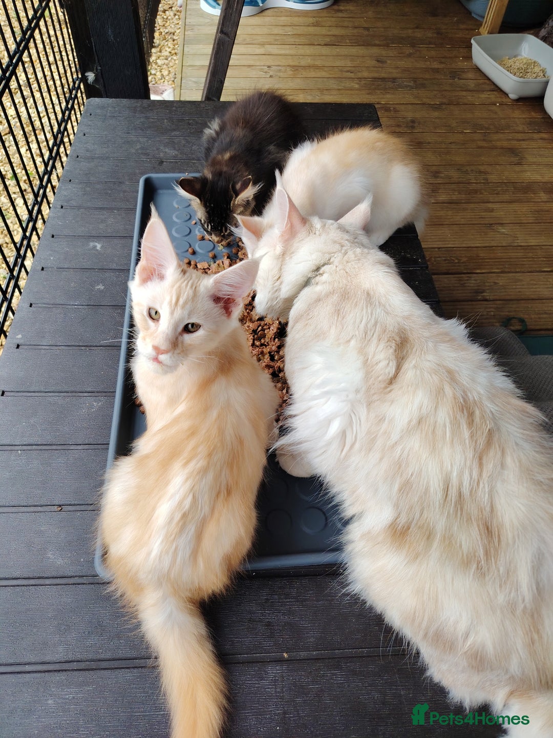 Maine Coon cats for sale: Home raised stunning Mainecoon boys. - Image 11