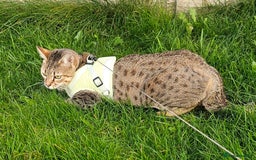 Savannah cats for sale: Beautiful Savannah F4 registered  - Image 10