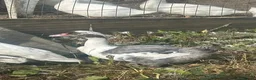 Ducks poultry for sale: 3 cherry valley drakes & 2 Muscovy drakes  - Advert 2