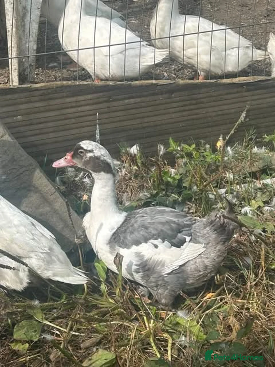Ducks poultry for sale: 3 cherry valley drakes & 2 Muscovy drakes  - Advert 2