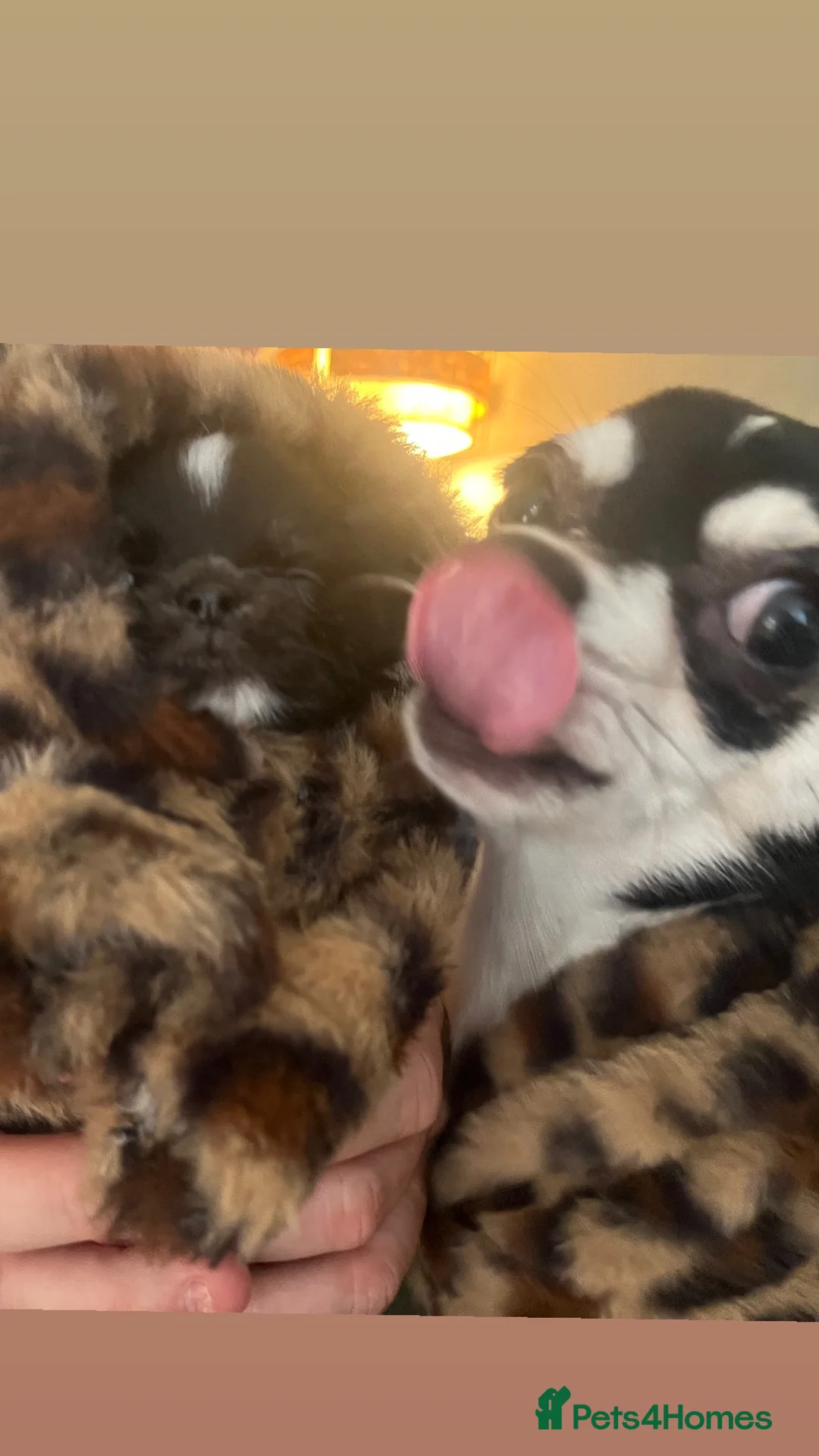 Chihuahua dogs for sale: Three beautiful black & white chihuahuas  in Bootle - Advert 2