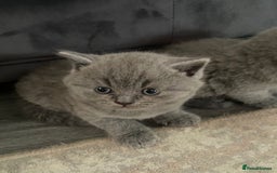 British Shorthair cats for sale: British Blue SH Kittens, TICA, Queens,Studs. - Image 4