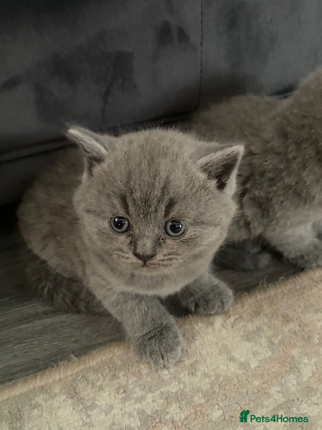 British Shorthair cats for sale: British Blue SH Kittens, TICA, Queens,Studs. - Image 4