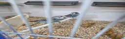 Budgerigars birds for sale: All sorts of budgies  in Crook - Advert 2