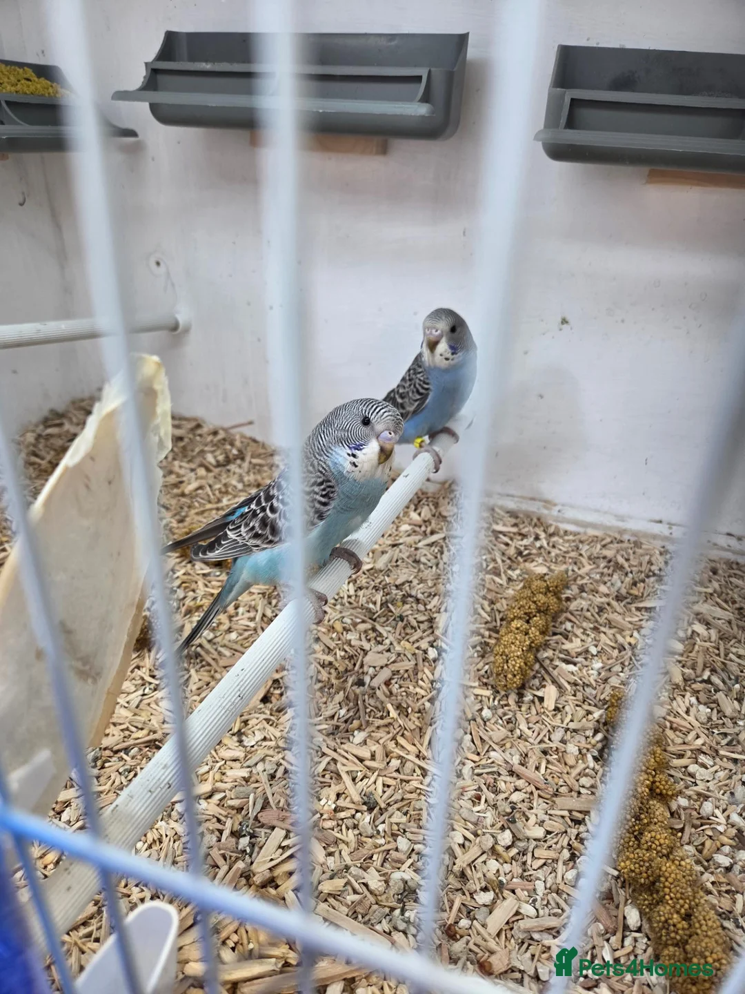 Budgerigars birds for sale: All sorts of budgies  in Crook - Advert 2