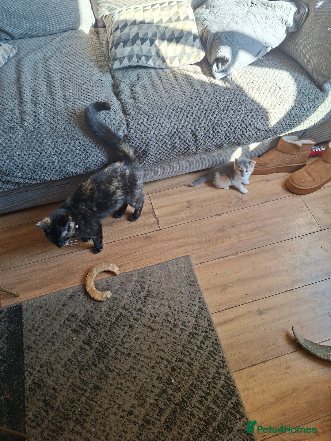 Mixed Breed cats for sale: Two female kittens - Image 3